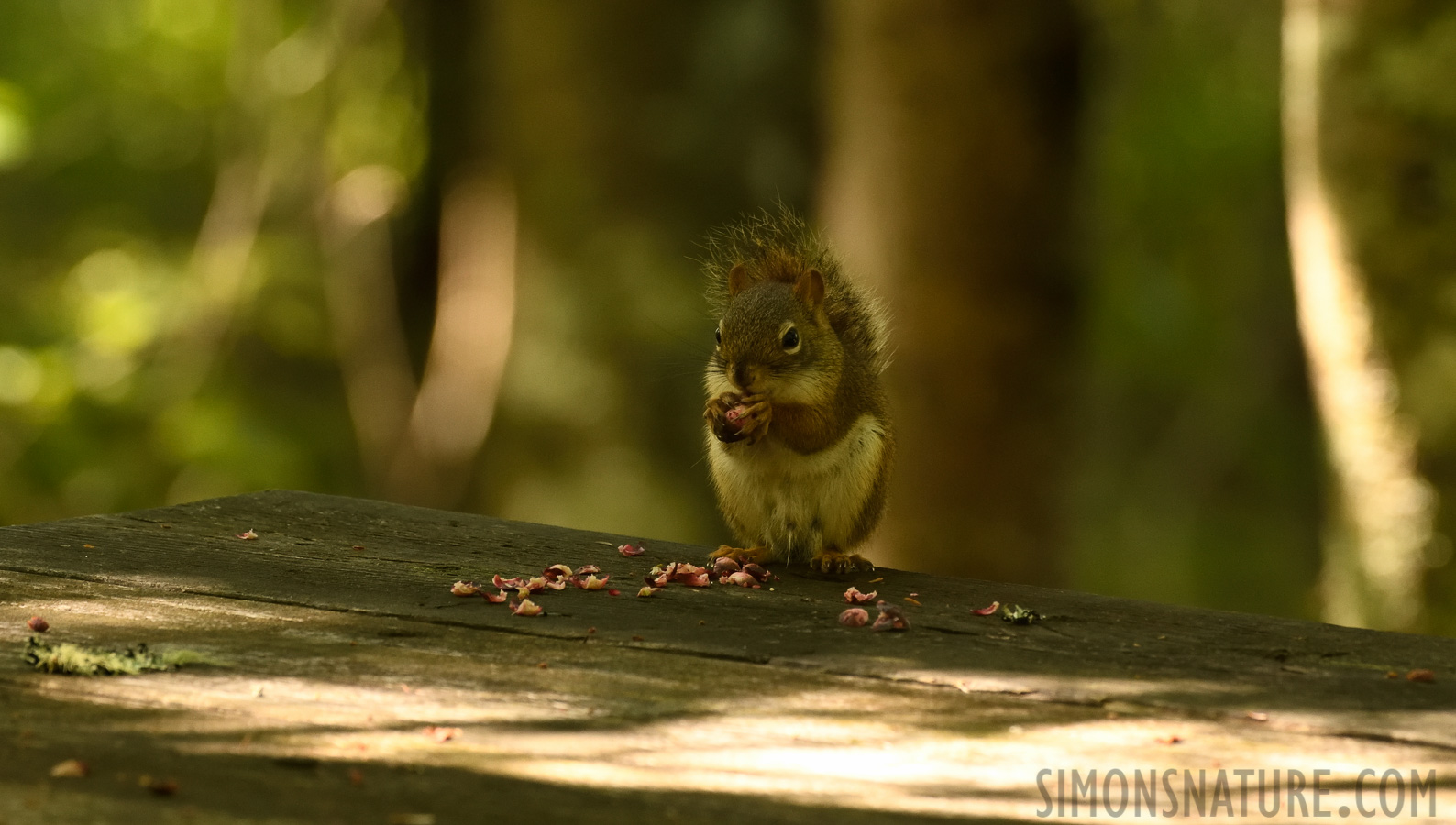 Tamiasciurus hudsonicus [380 mm, 1/160 sec at f / 8.0, ISO 1600]